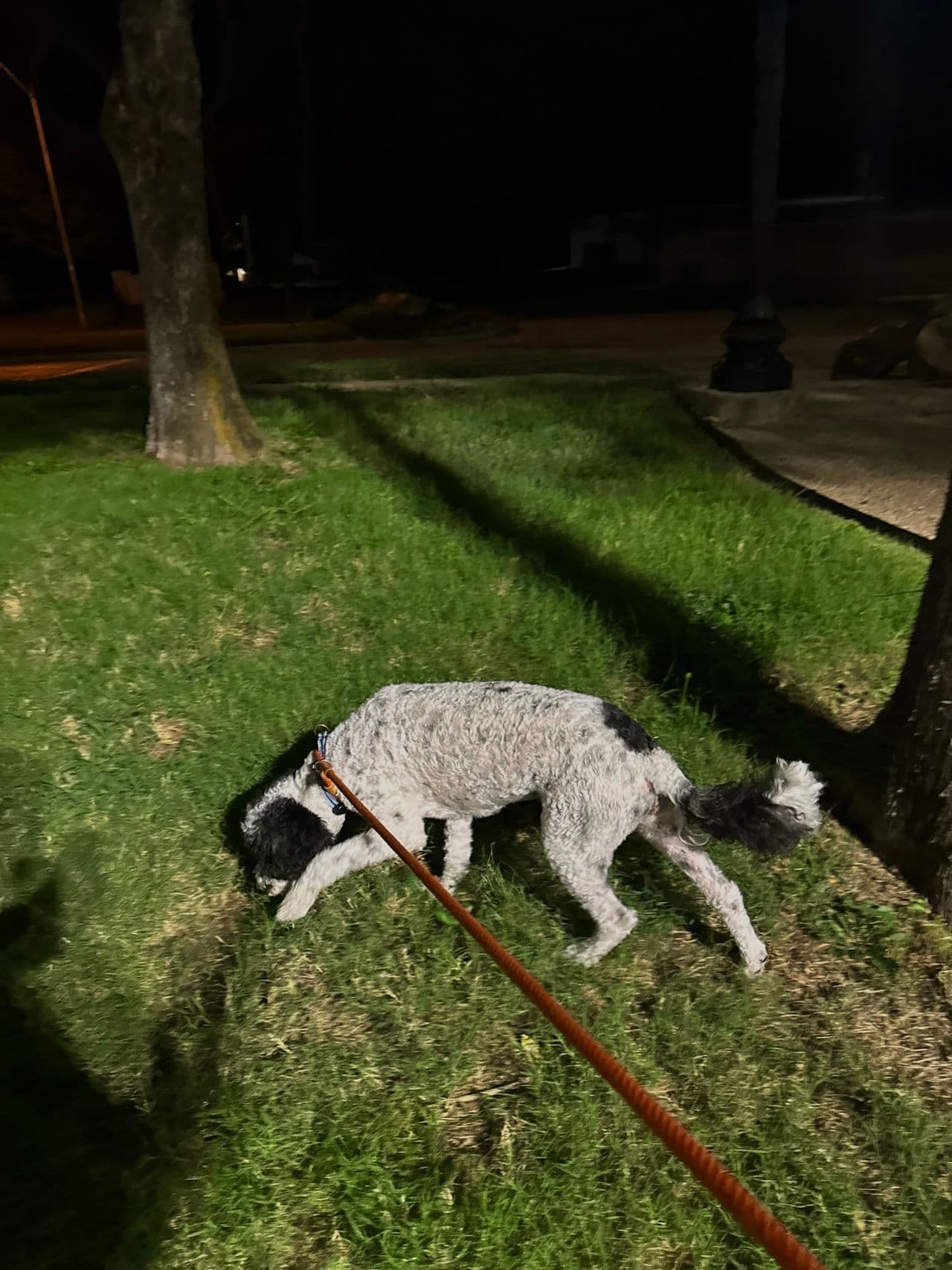 Pet travel photo 1