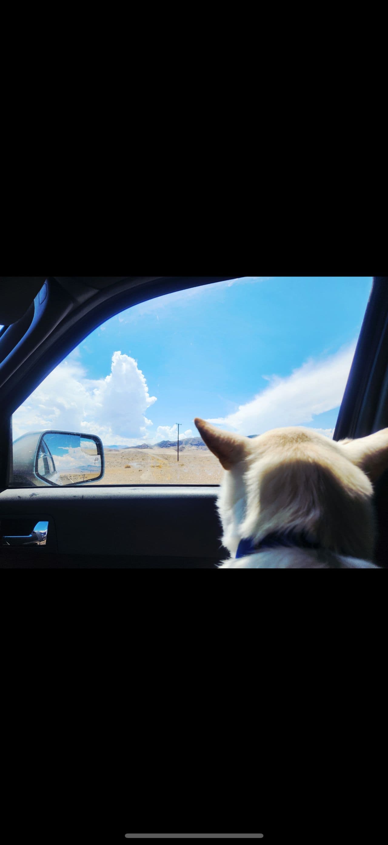 Pet travel photo 2