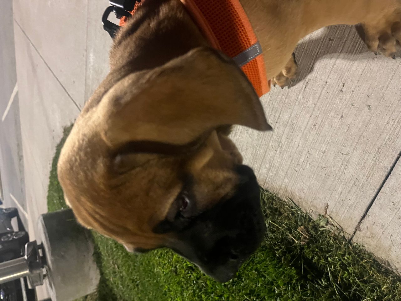 Pet travel photo 5