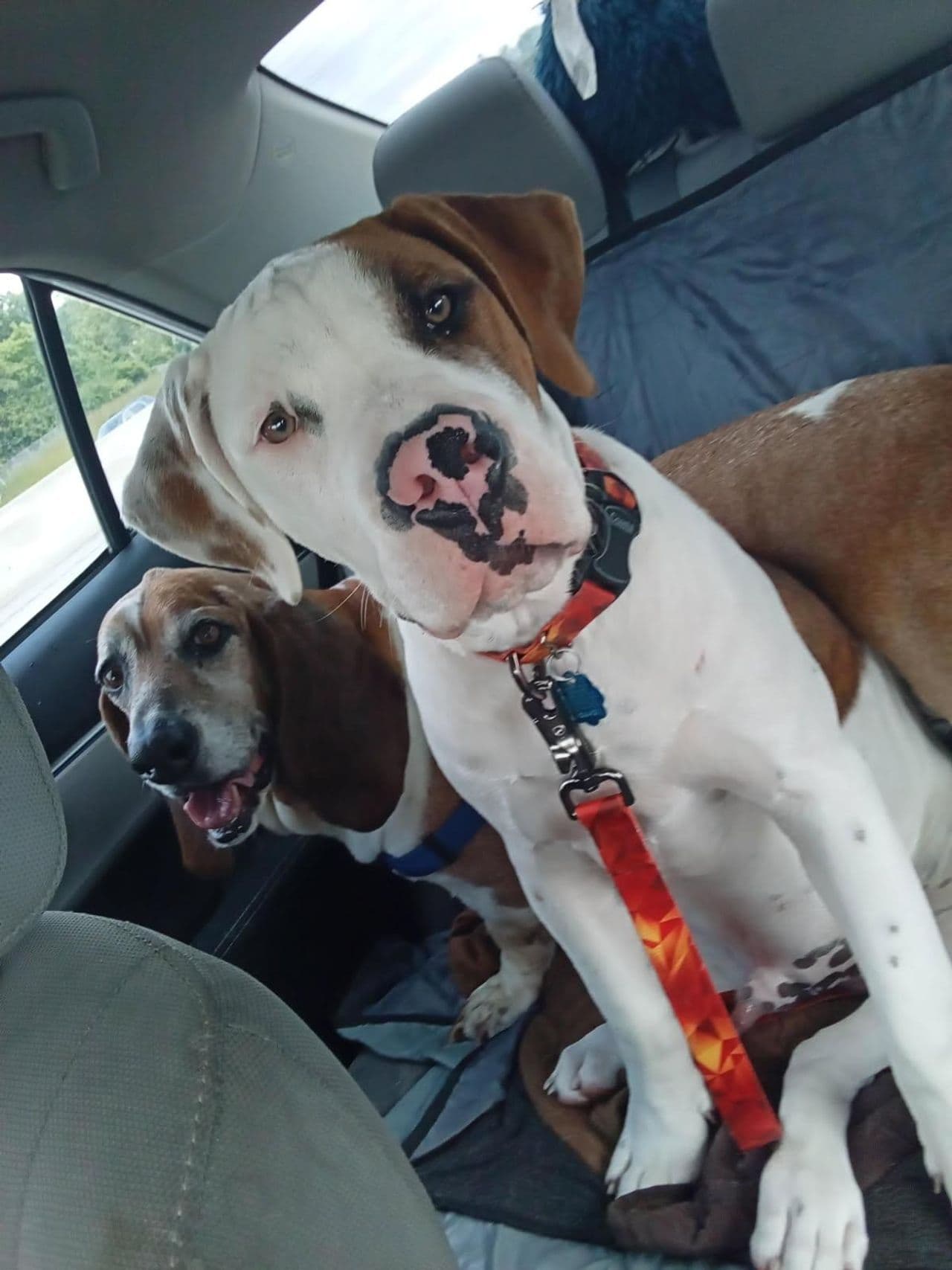 Pet travel photo 6