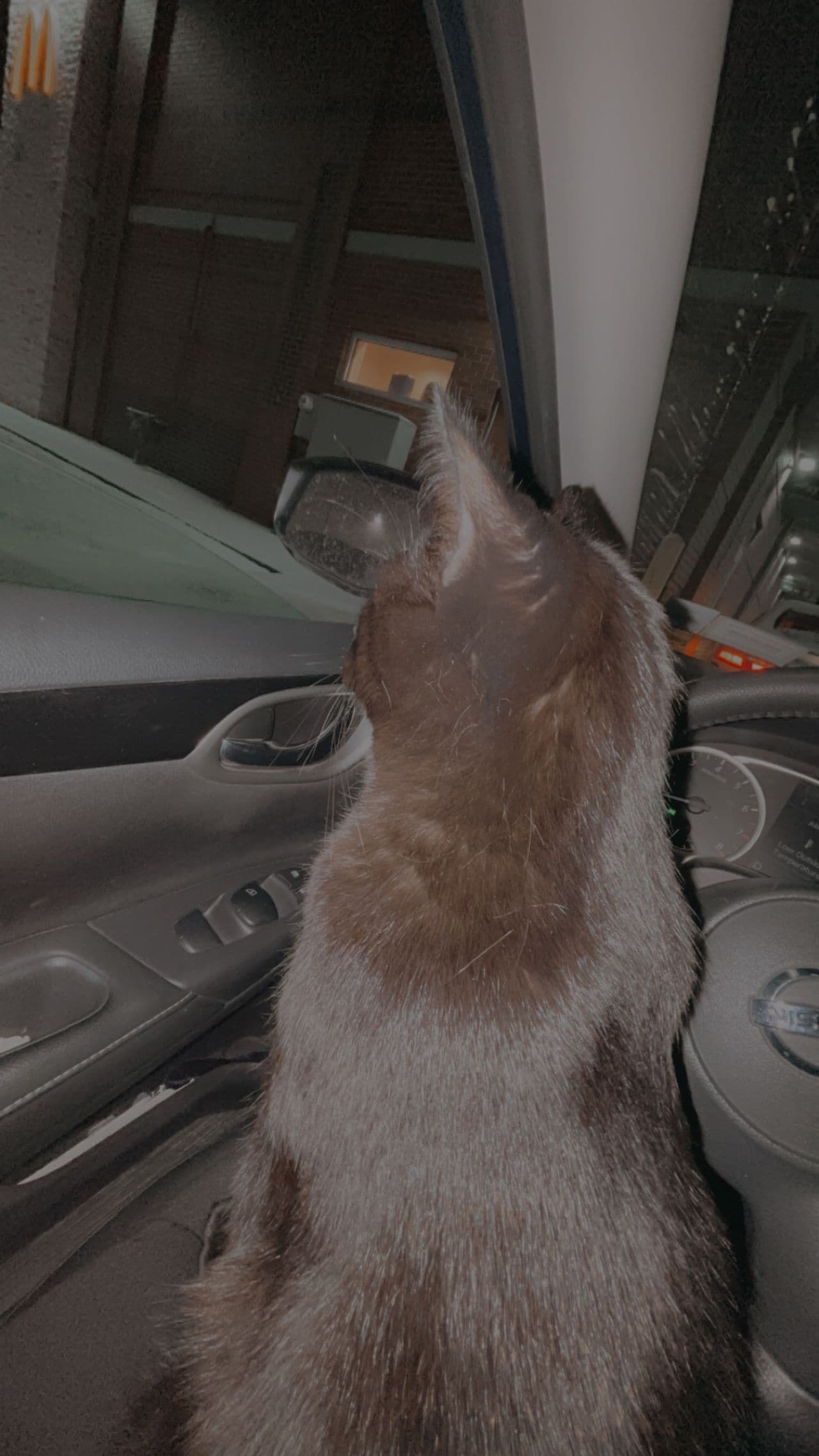 Pet travel photo 1