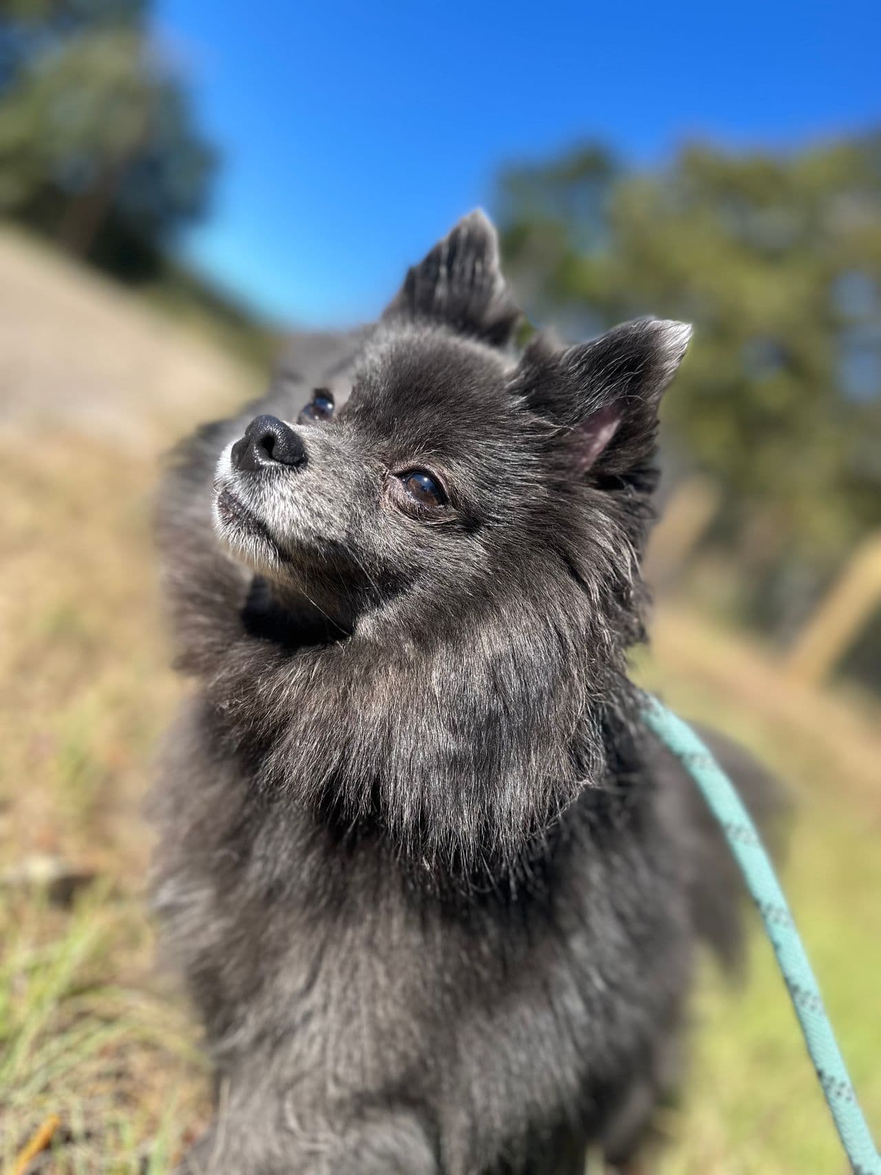 Pet travel photo 5