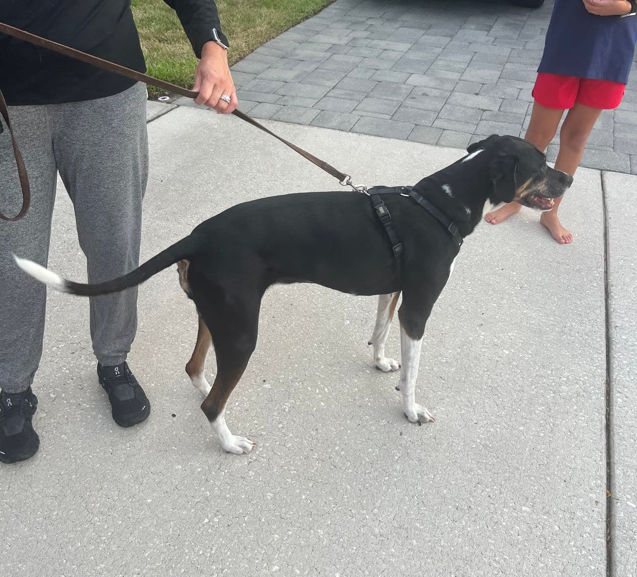Pet travel photo 1