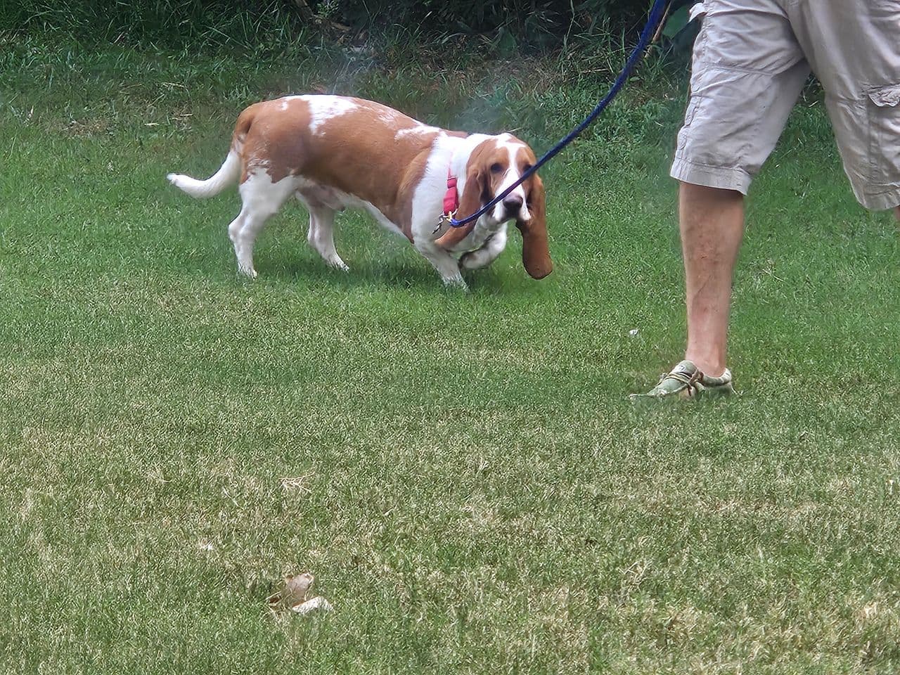 Pet travel photo 4
