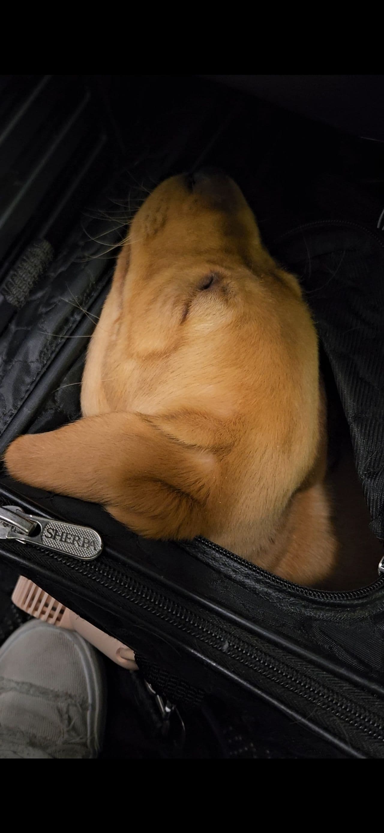 Pet travel photo 1