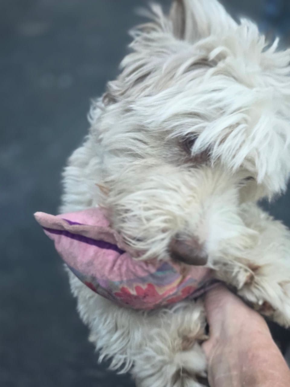 Pet travel photo 2