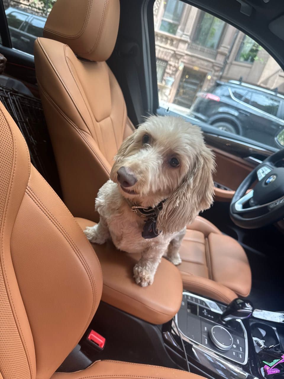 Pet travel photo 5