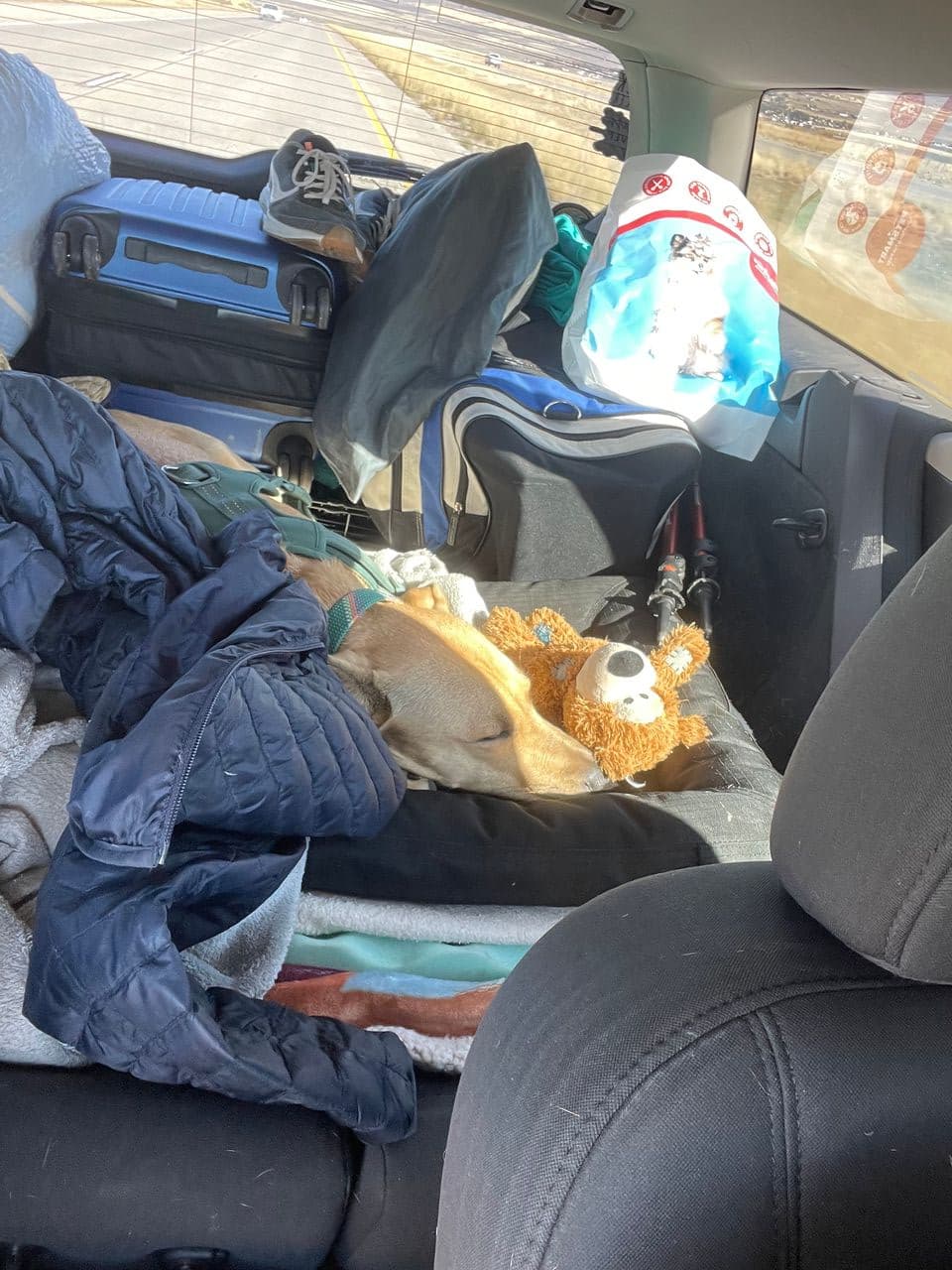 Pet travel photo 4