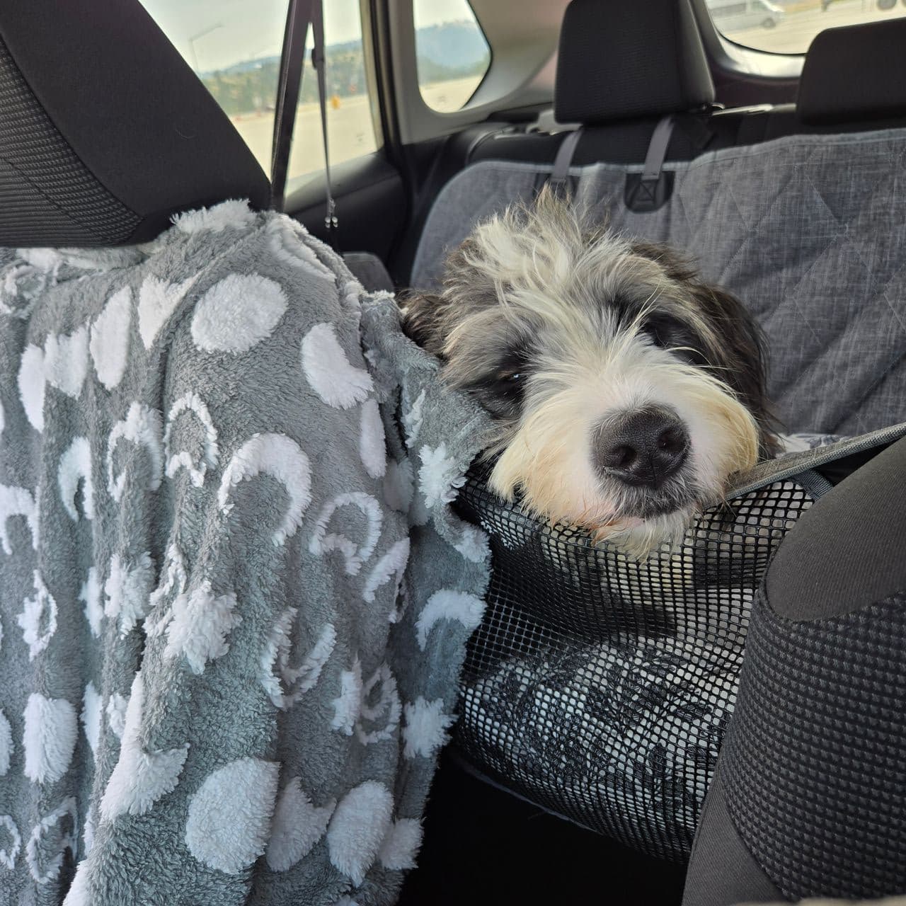 Pet travel photo 4