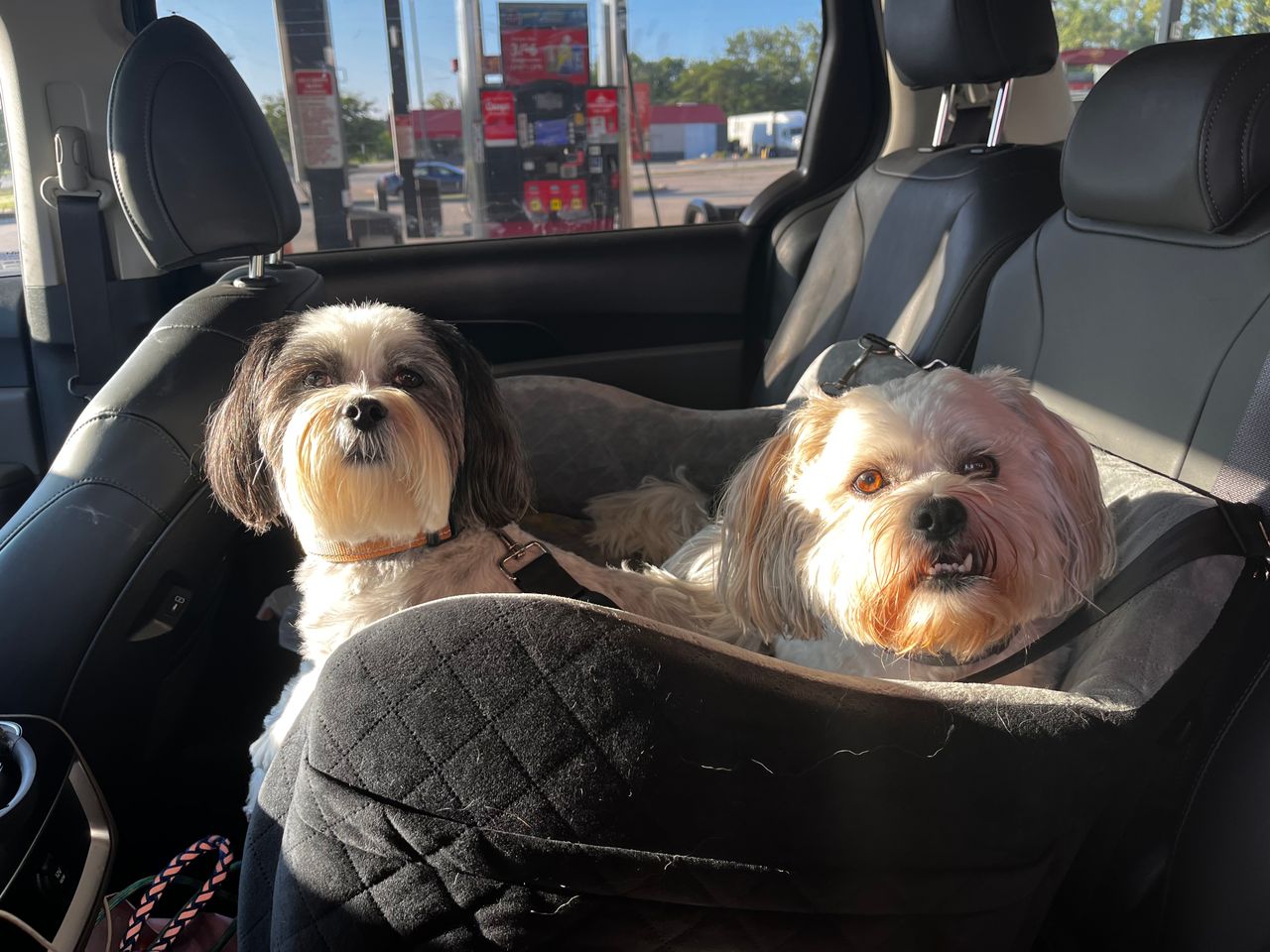 Pet travel photo 2
