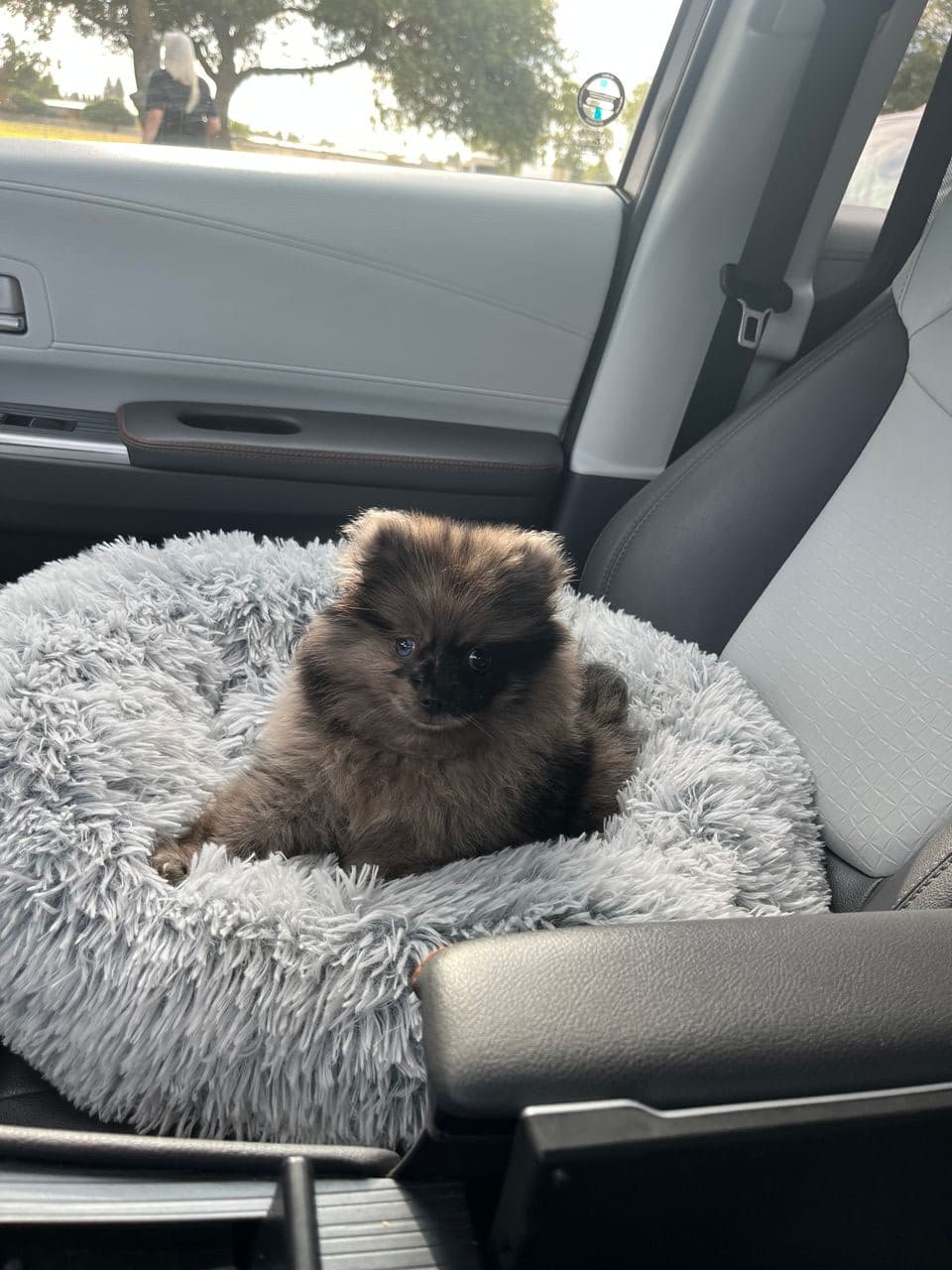Pet travel photo 4