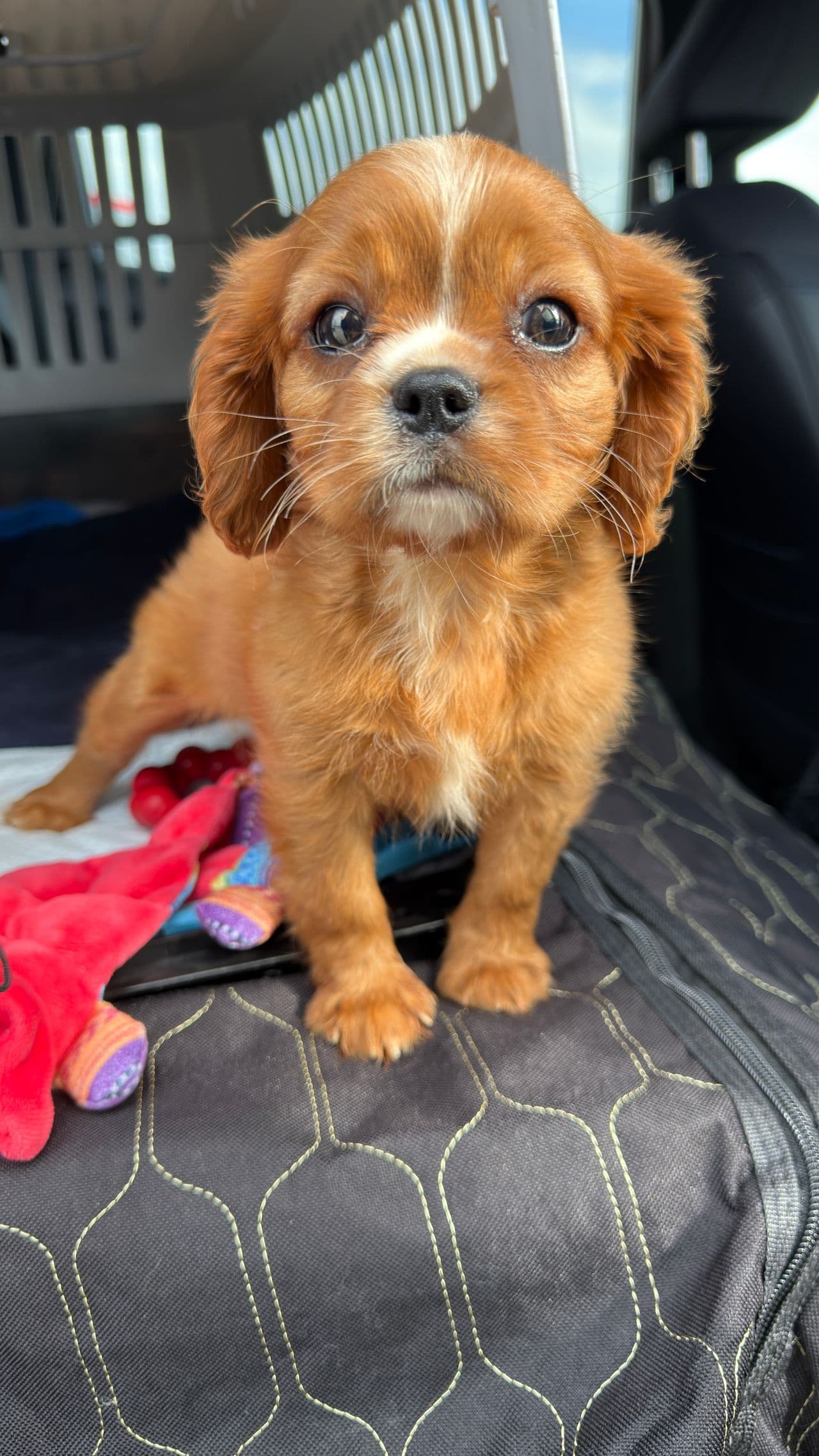 Pet travel photo 2