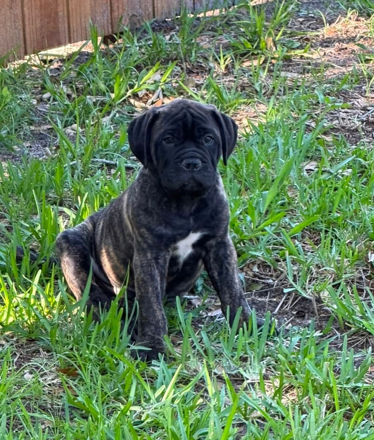 Pet travel photo 1