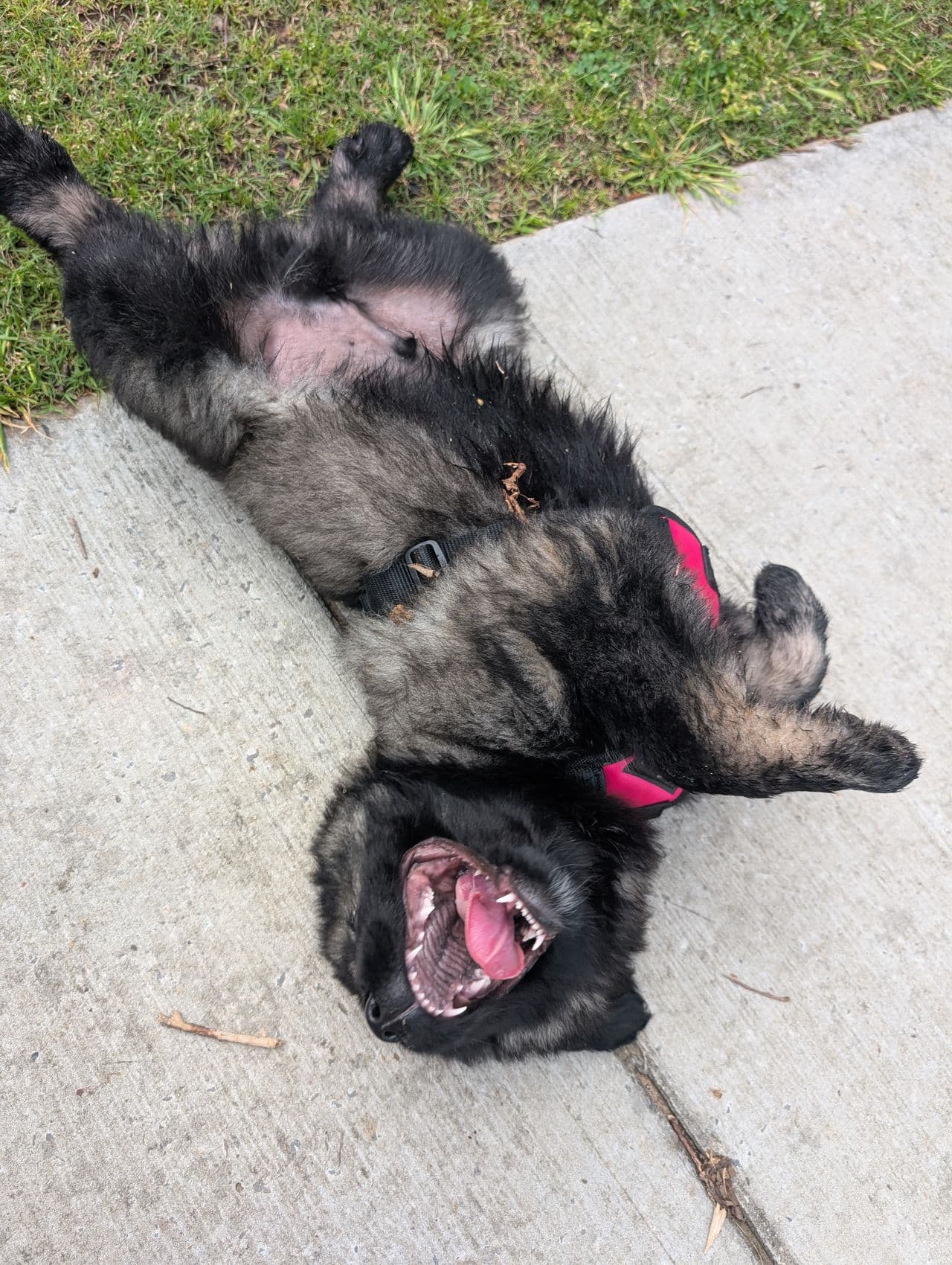 Pet travel photo 2