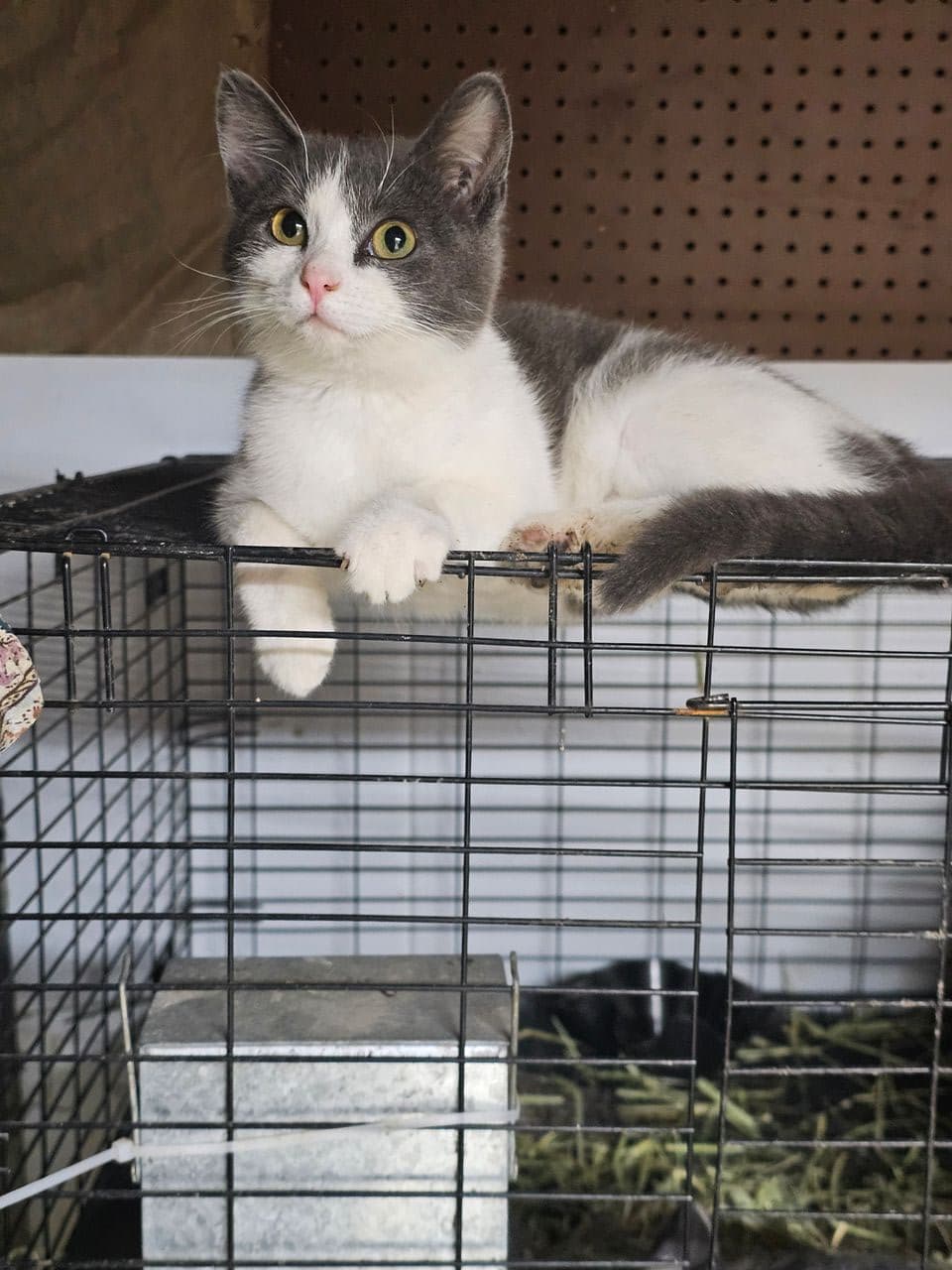 Pet travel photo 2