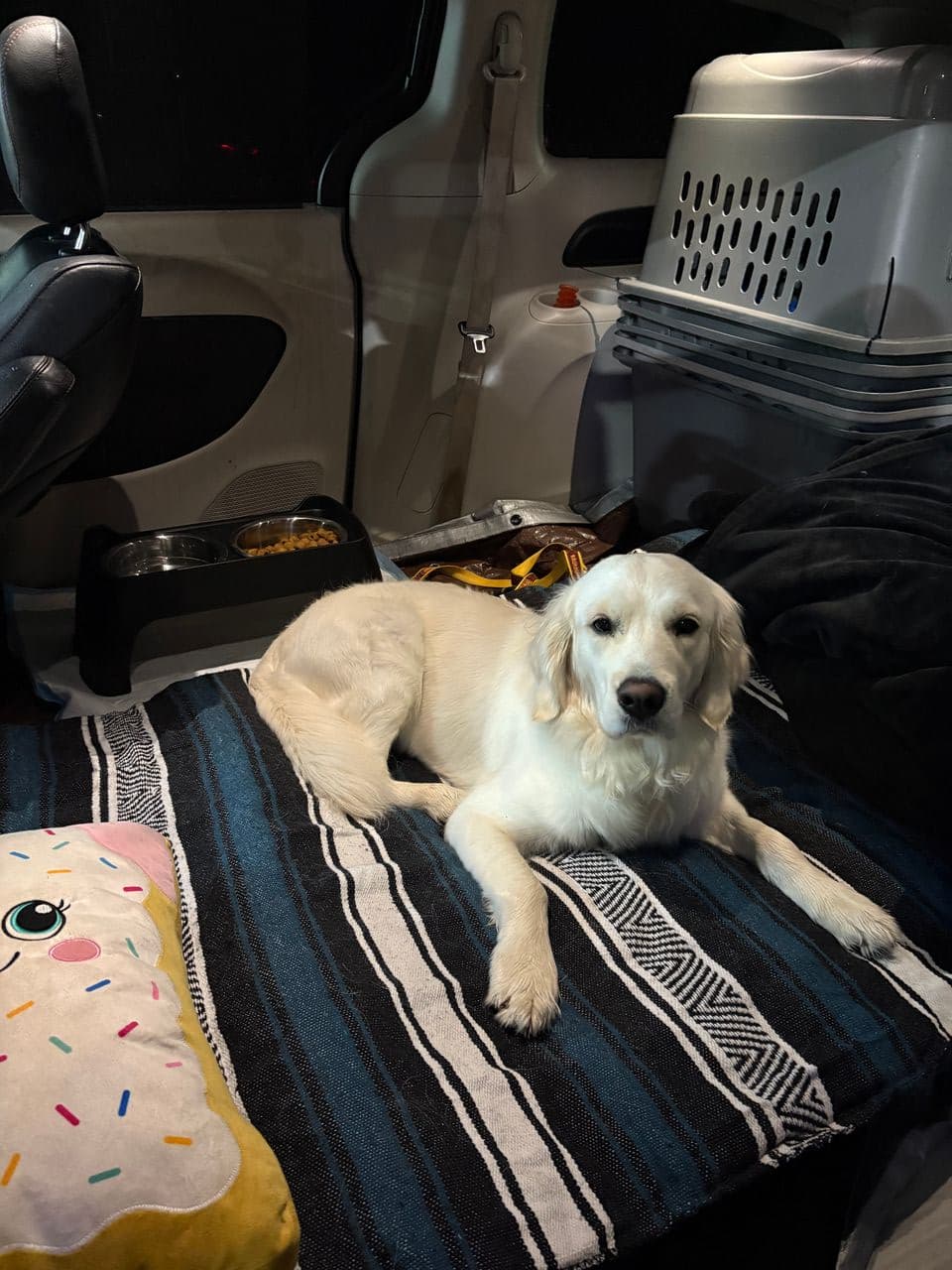 Pet travel photo 1