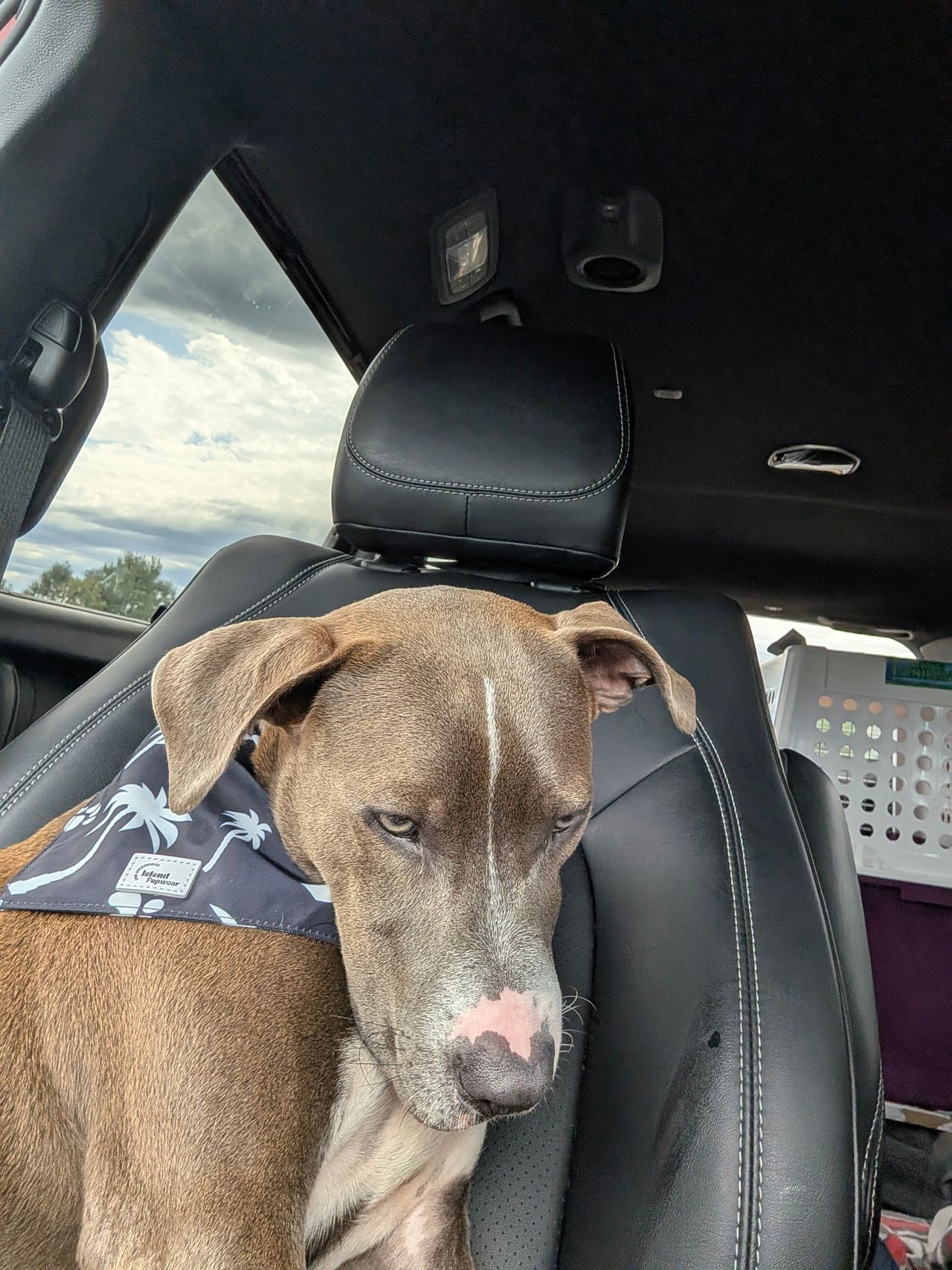 Pet travel photo 1