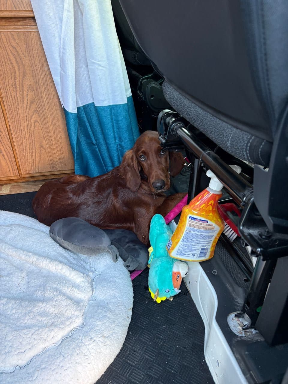 Pet travel photo 2