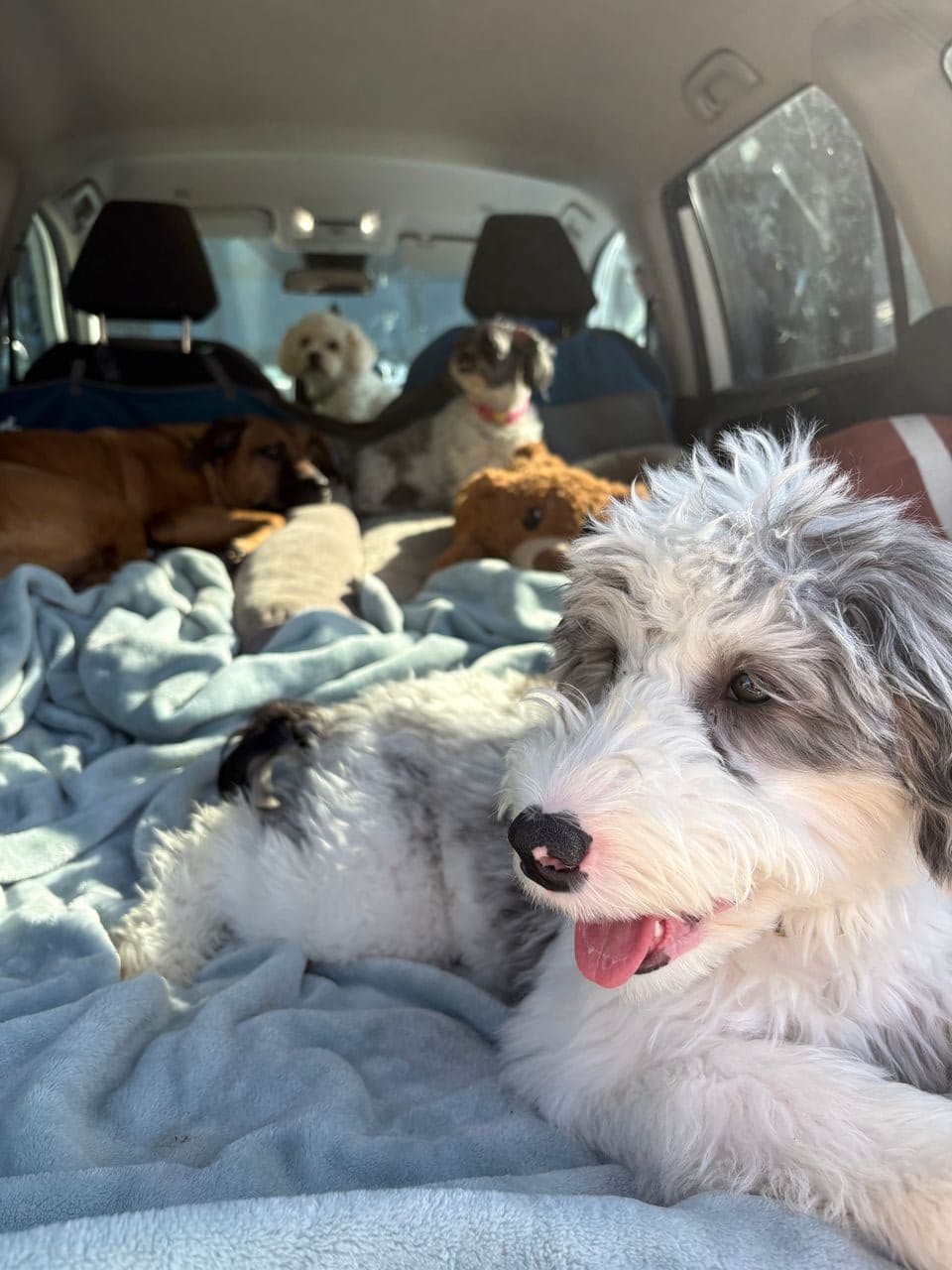 Pet travel photo 6