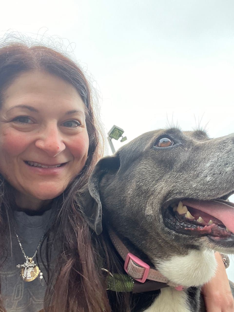 Pet travel photo 6
