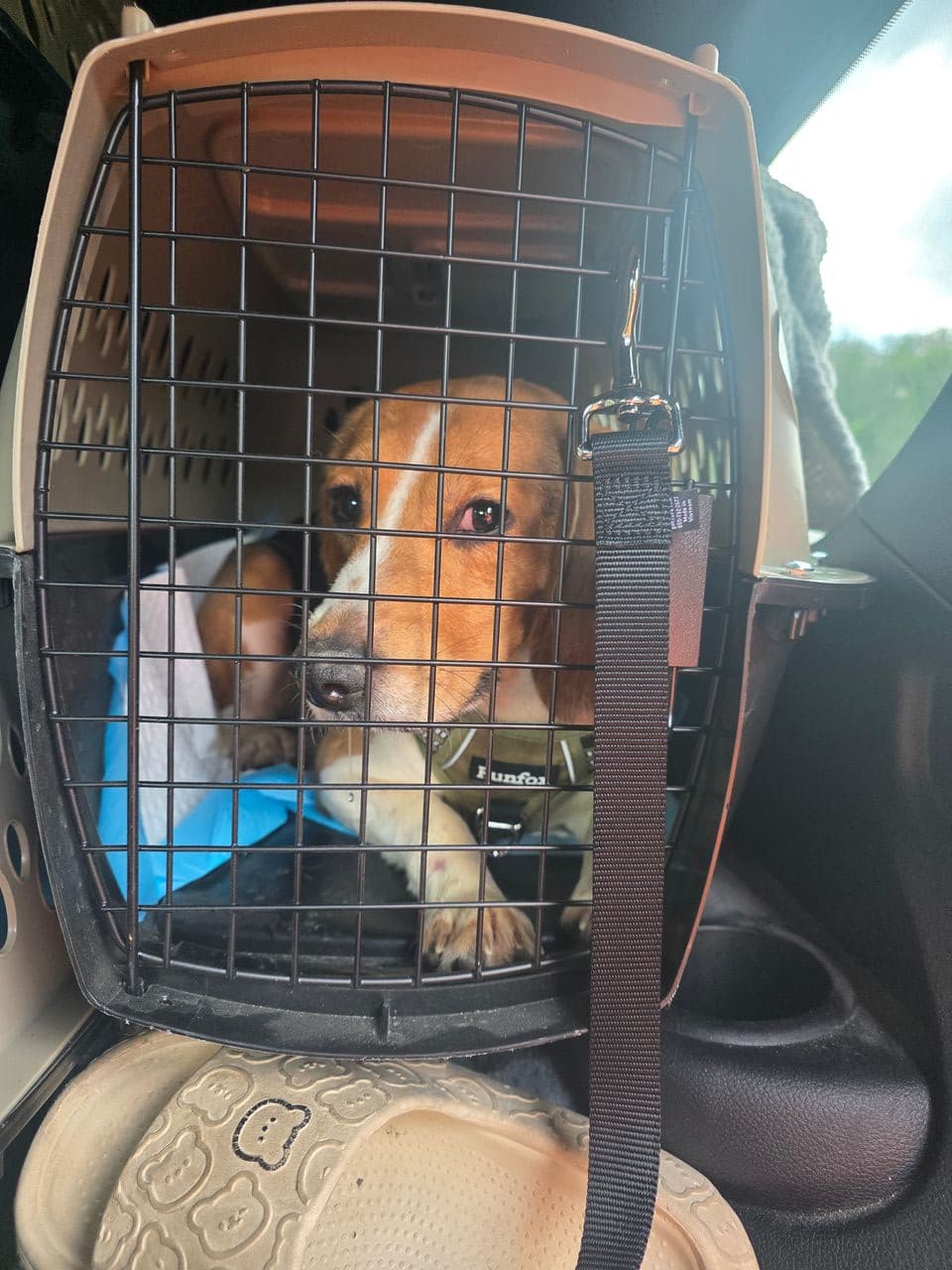 Pet travel photo 6