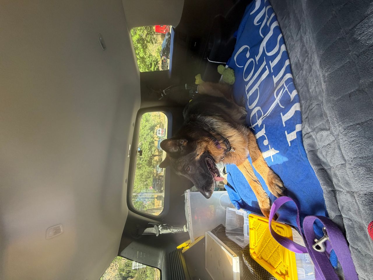 Pet travel photo 4