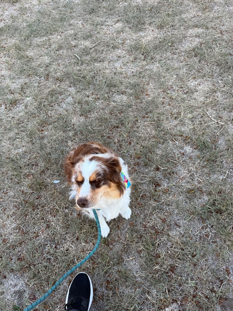 Pet travel photo 6
