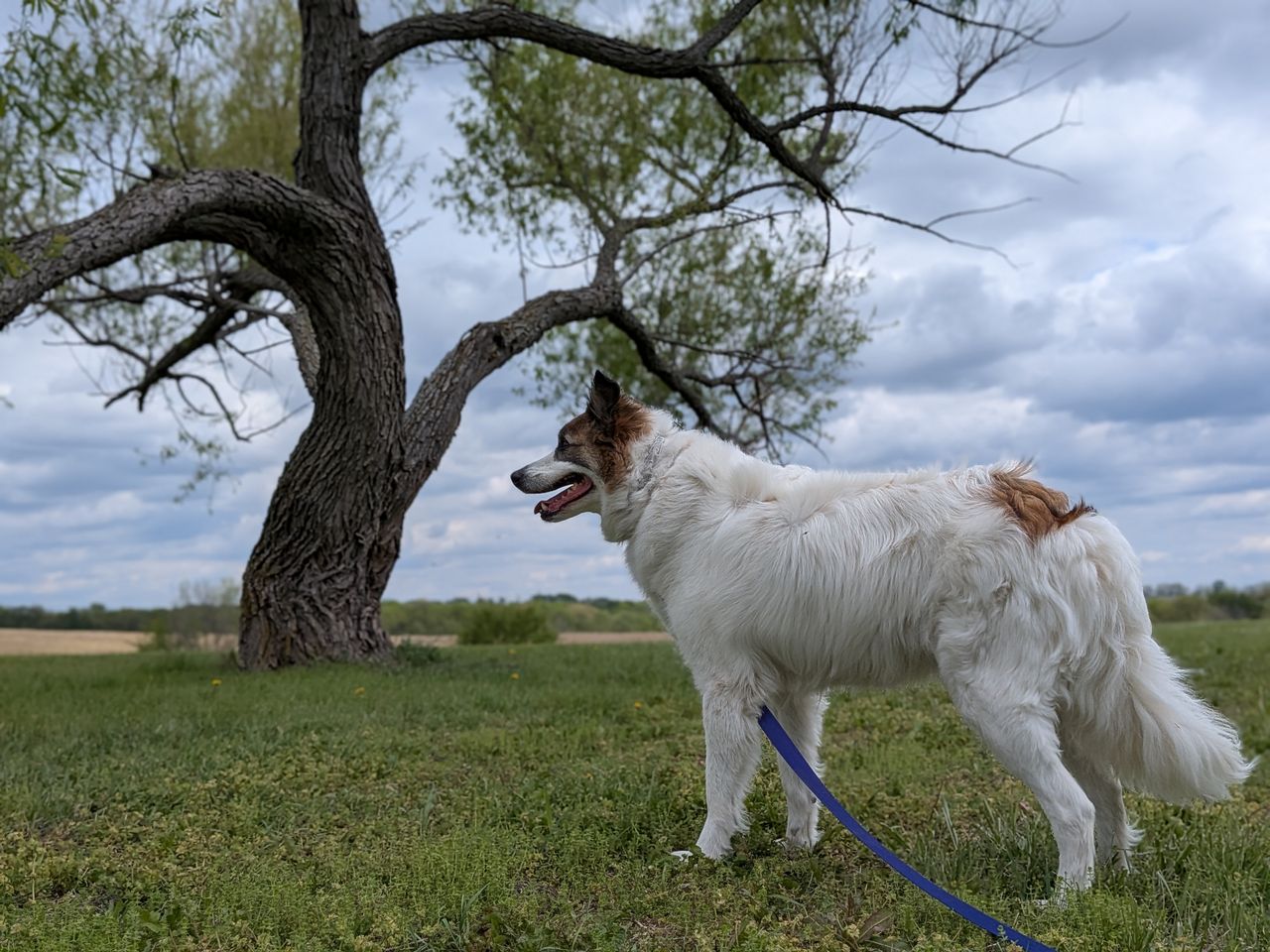 Pet travel photo 1