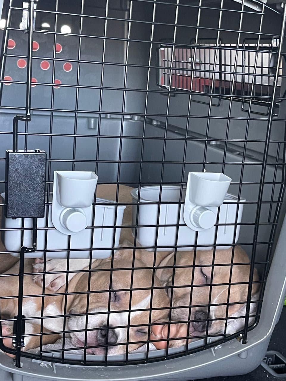 Pet travel photo 1