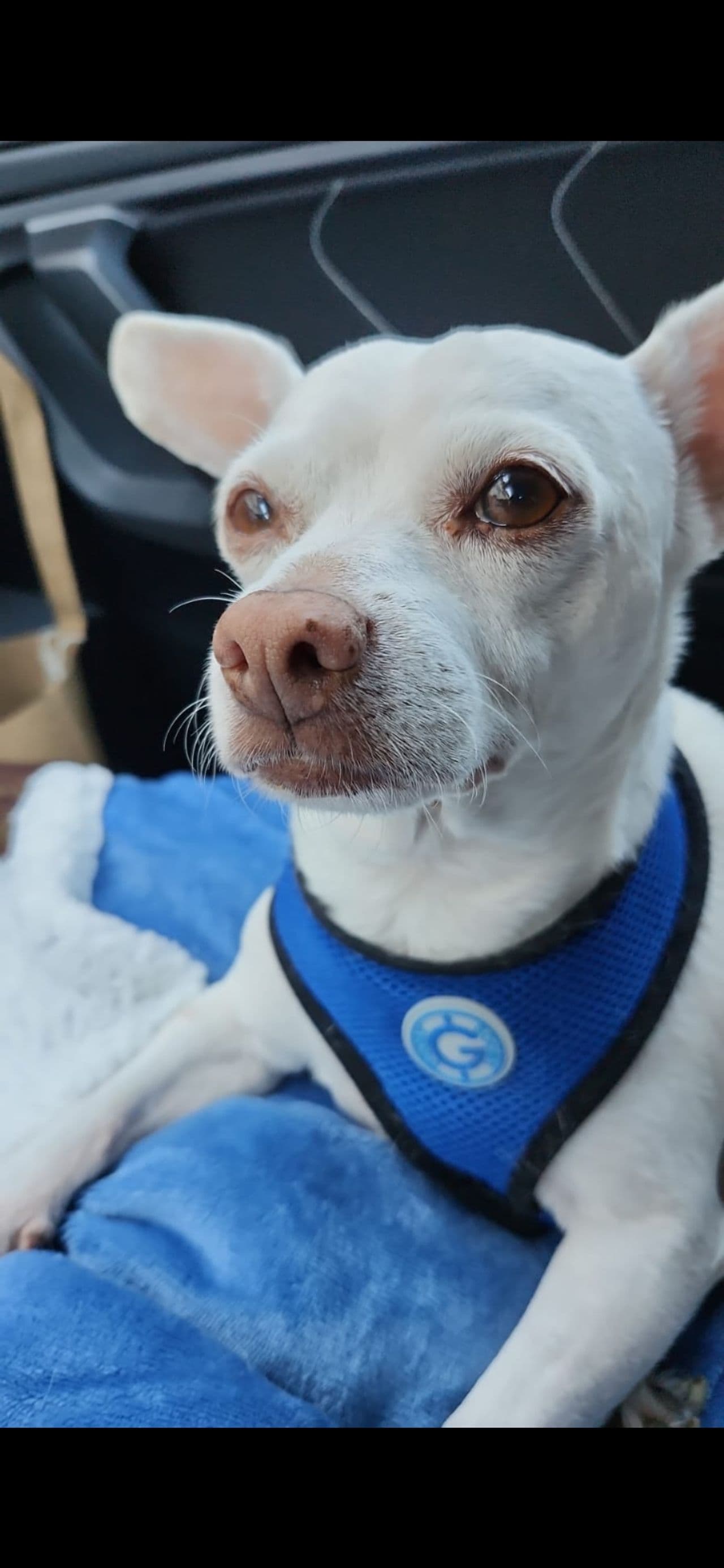 Pet travel photo 2