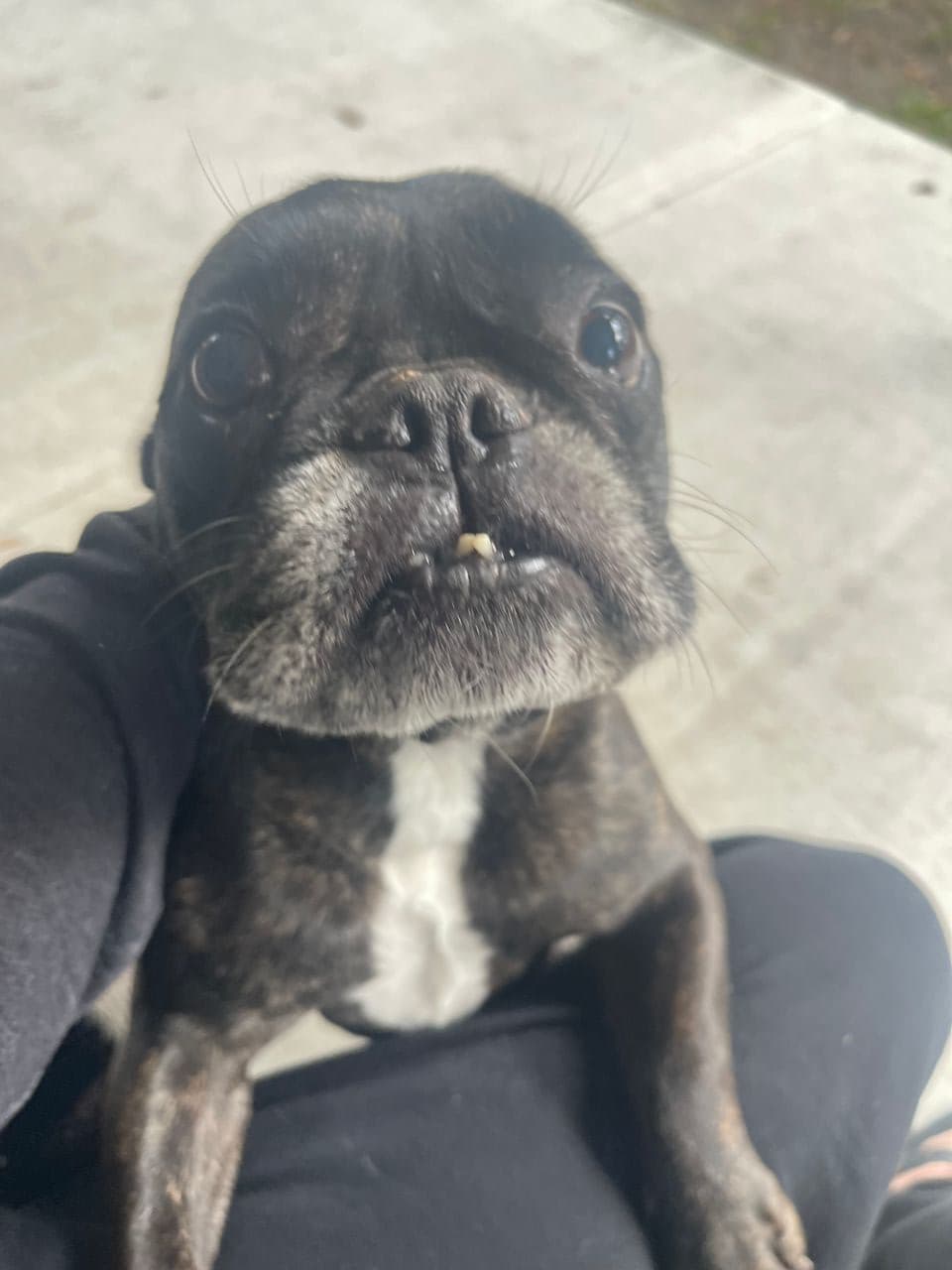 Pet travel photo 3