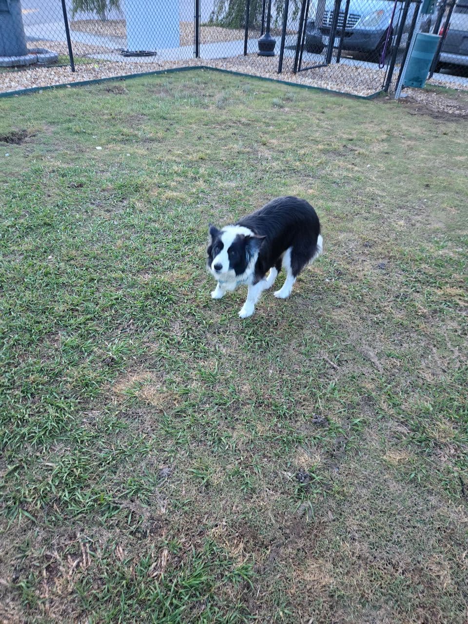 Pet travel photo 2