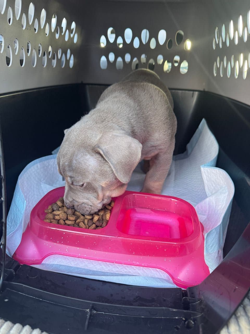 Pet travel photo 2