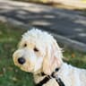 M&A pets transportation