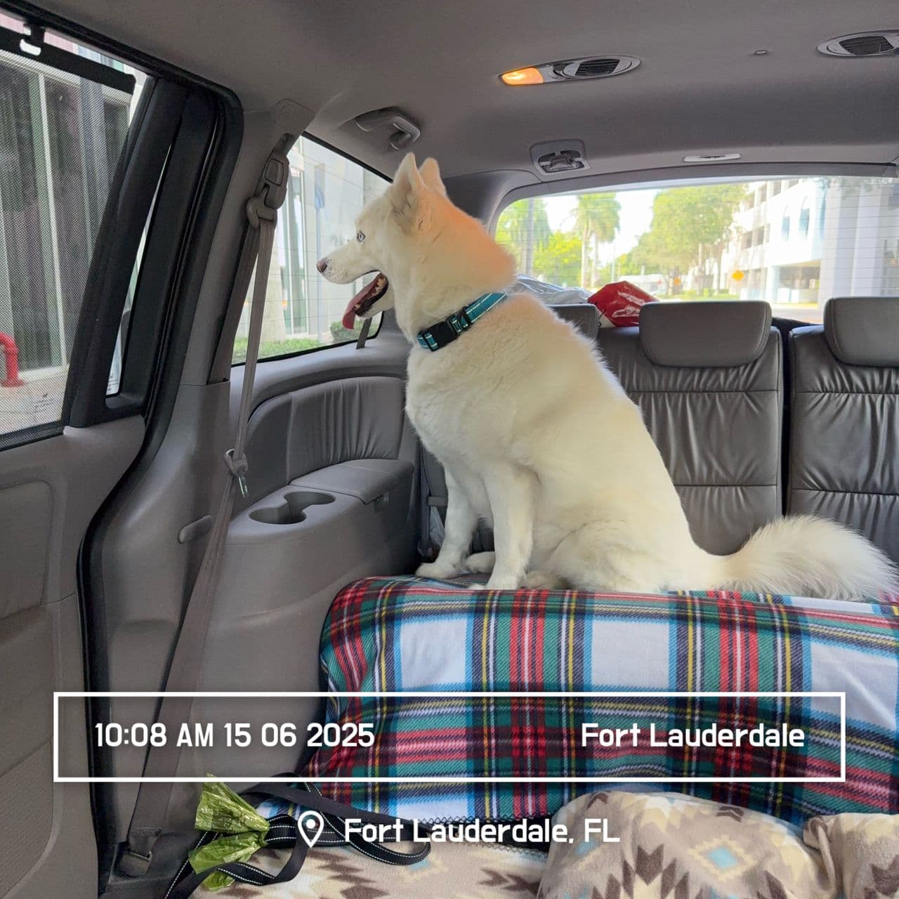 Pet travel photo 5