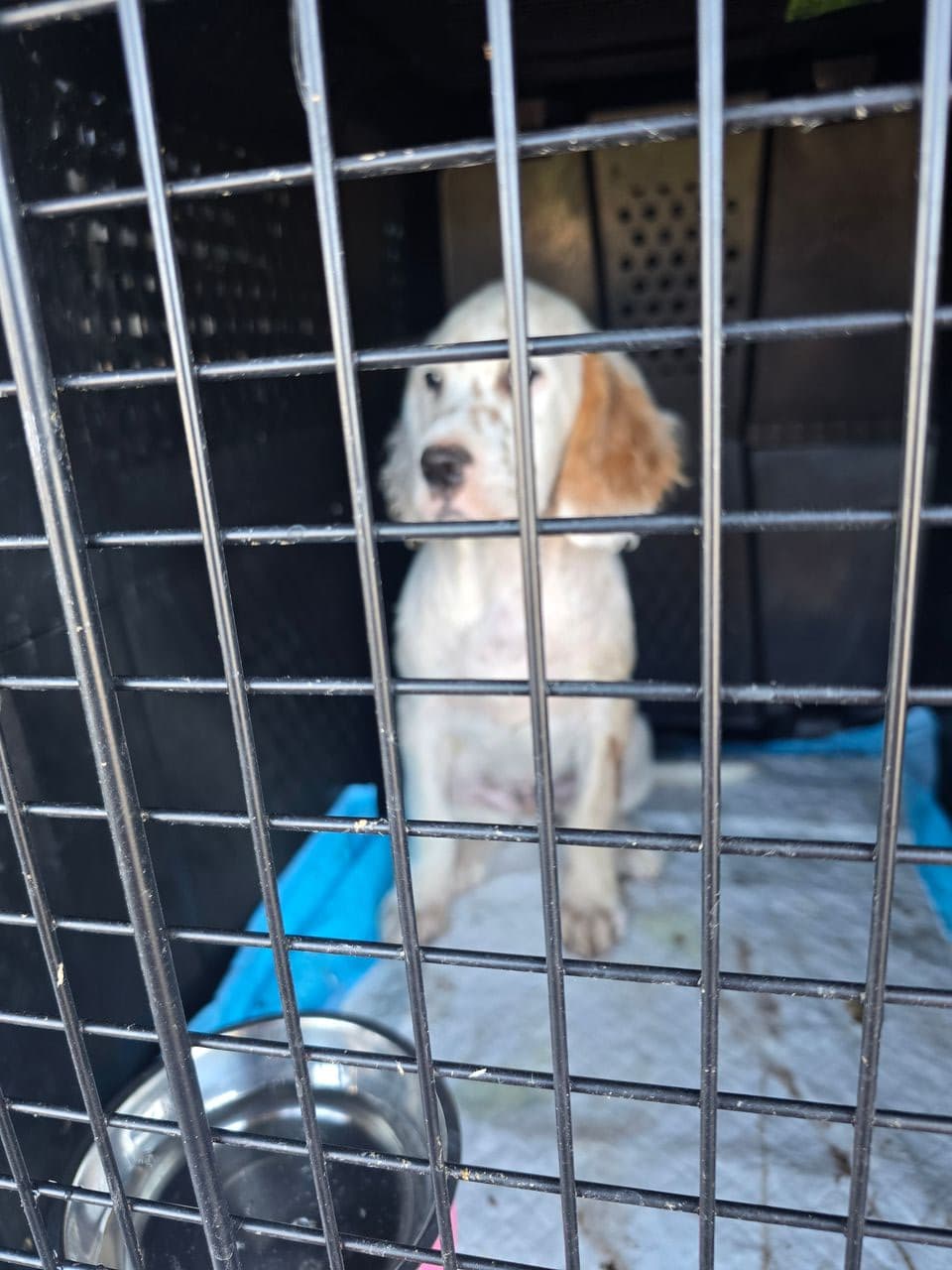 Pet travel photo 4