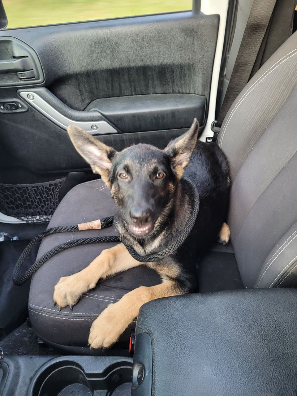 Pet travel photo 2