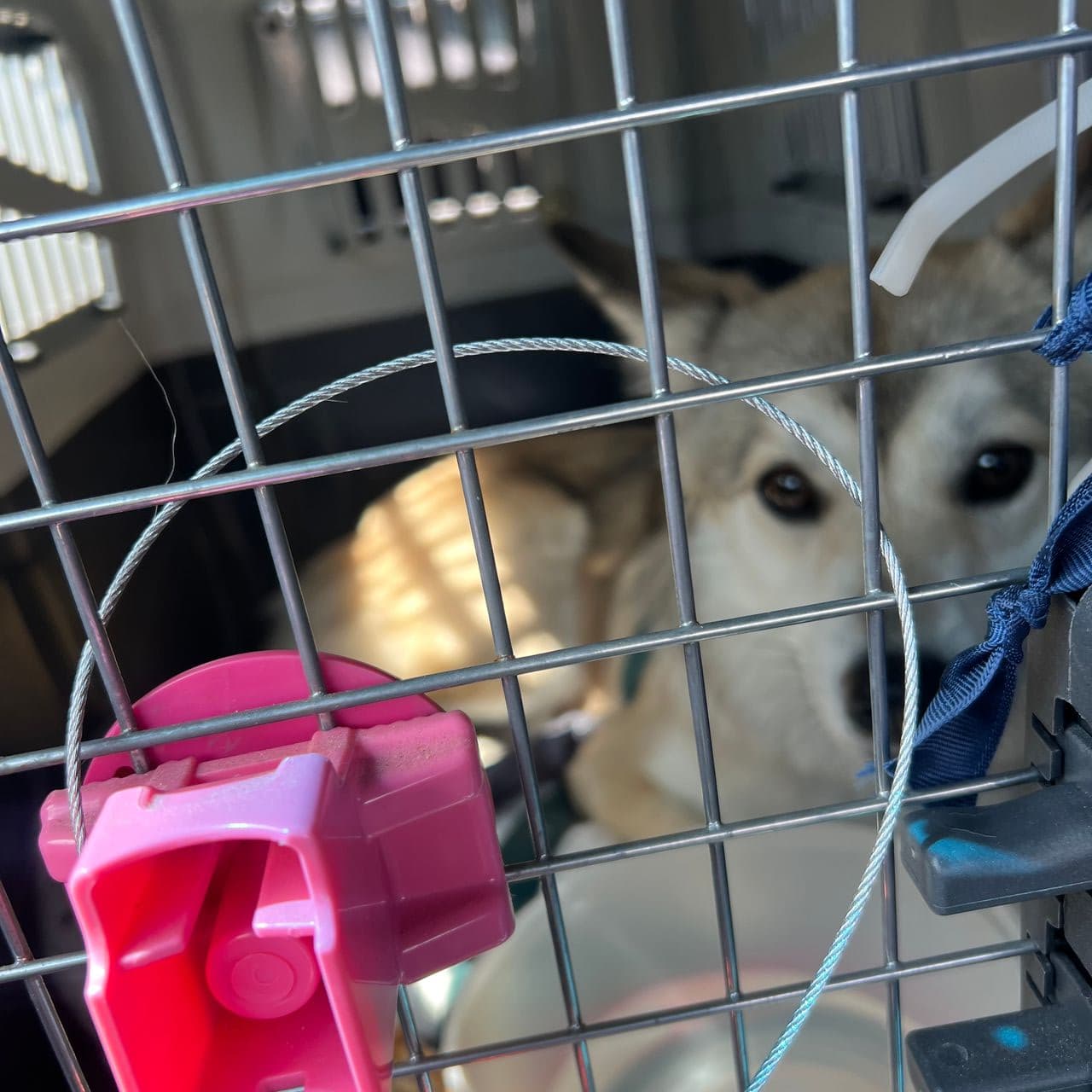 Pet travel photo 3