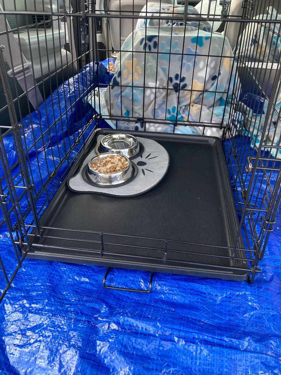 Pet travel photo 3