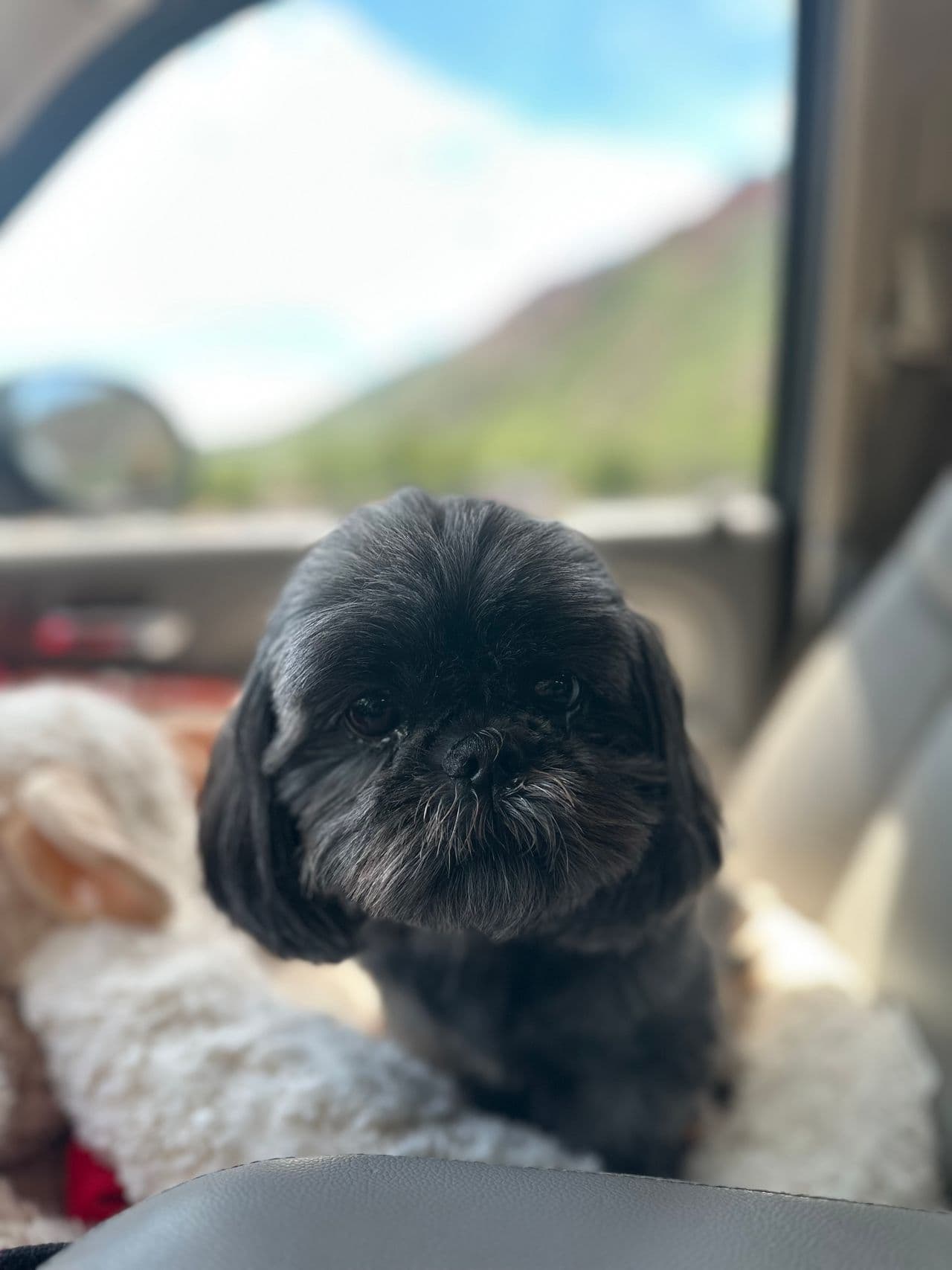 Pet travel photo 3