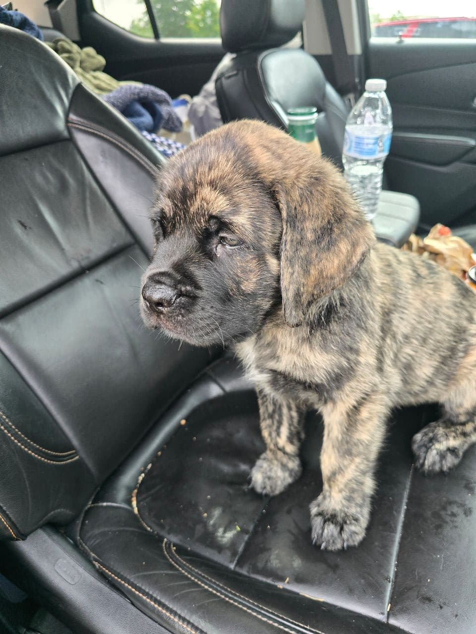 Pet travel photo 3