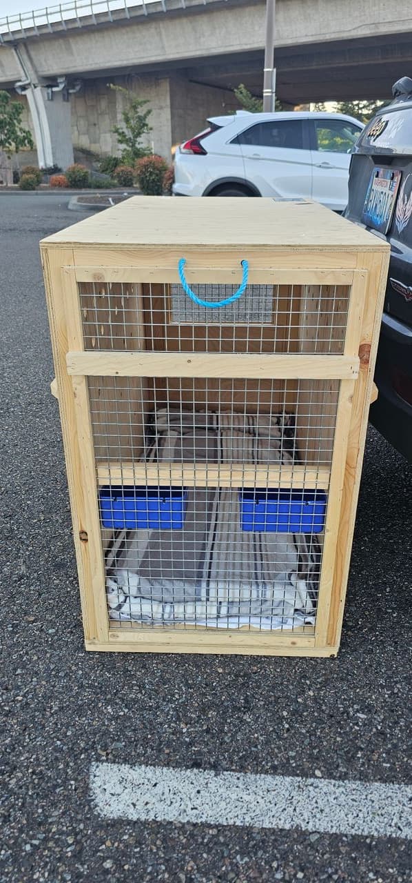Pet travel photo 2
