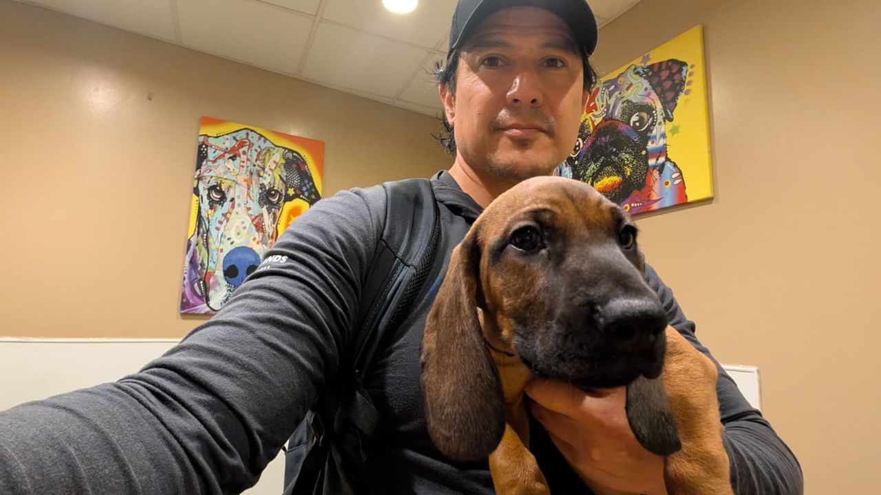 Pet travel photo 1
