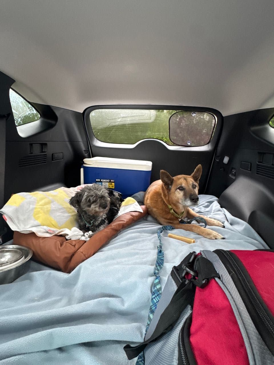 Pet travel photo 1
