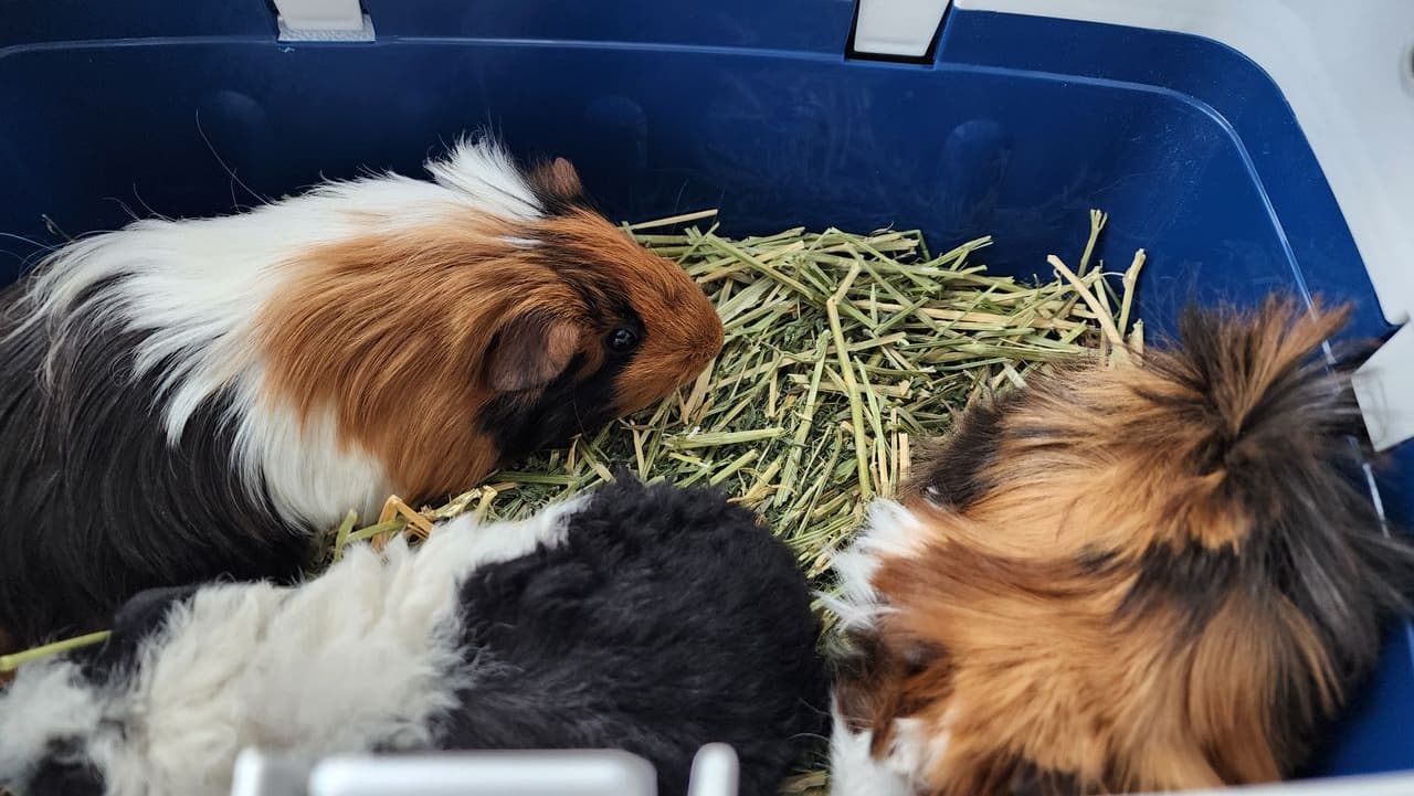 Pet travel photo 3
