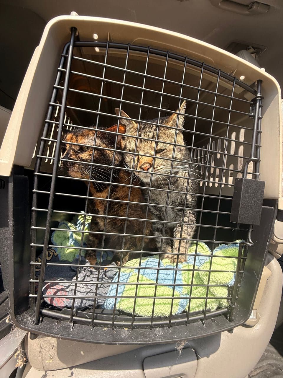 Pet travel photo 2