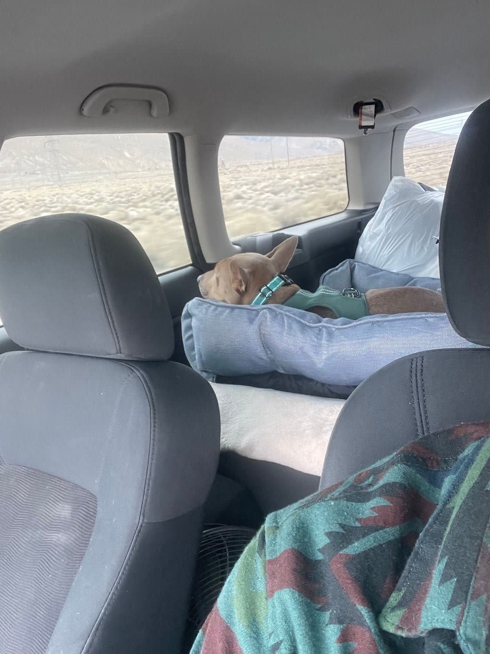 Pet travel photo 5