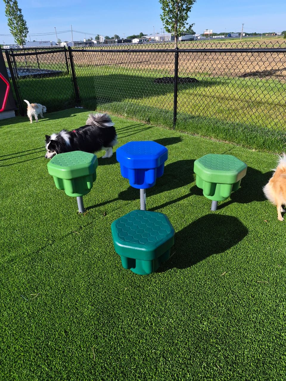 Pet travel photo 2