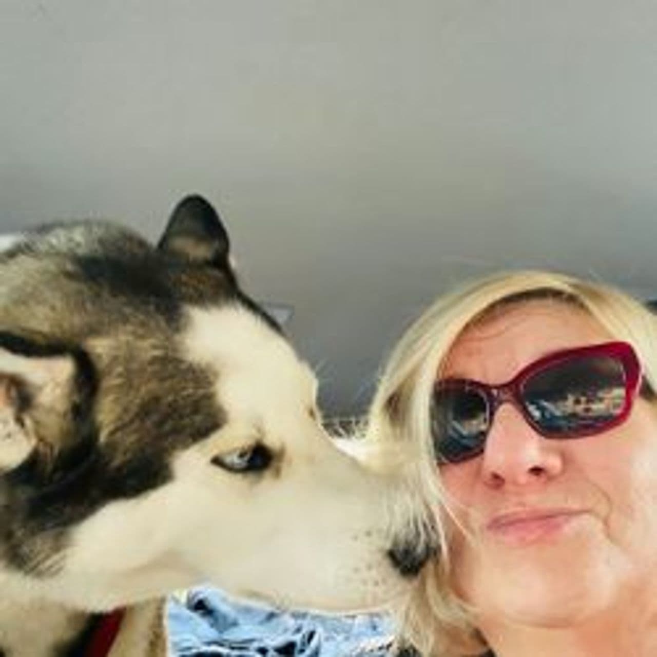 Pet travel photo 4