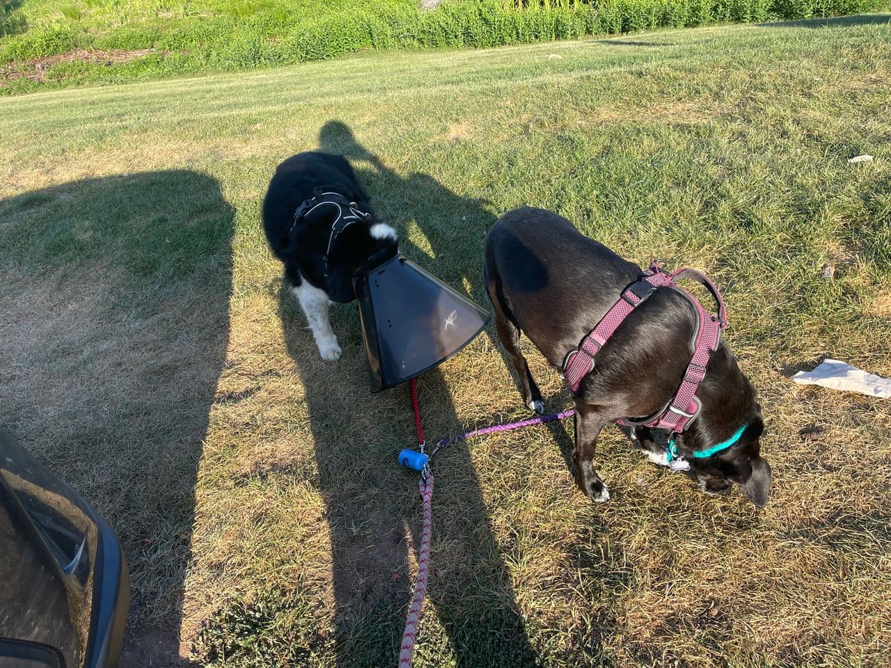 Pet travel photo 3